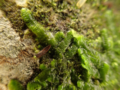 Marchantiophyta