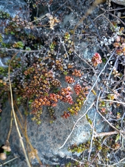 Veronica decora