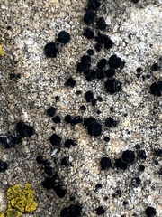 Porpidia crustulata
