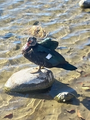 Cairina moschata domestica