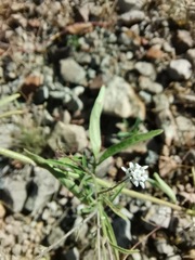 Florestina tripteris