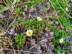 Leptinella pyrethrifolia