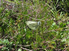 Pieris
