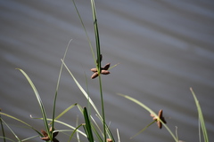 Typhaceae