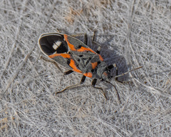 Lygaeus kalmii kalmii