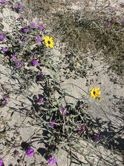 Helianthus petiolaris canescens