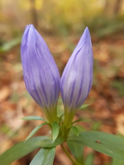 Gentiana saponaria