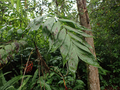 Chamaedorea elegans