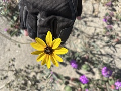 Helianthus petiolaris canescens