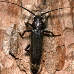 Arhopalus rusticus