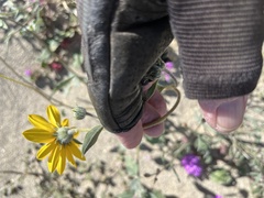 Helianthus petiolaris canescens
