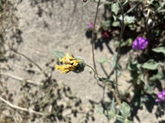 Helianthus petiolaris canescens