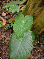Xanthosoma robustum