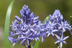 Hyacinthoides italica