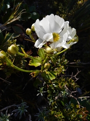 Ranunculus lyallii