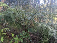 Cyathea