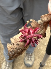 Cynips quercusechinus