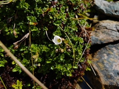 Ourisia caespitosa