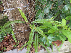 Nephrolepis cordifolia