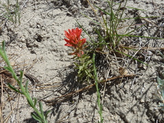 Castilleja applegatei pinetorum