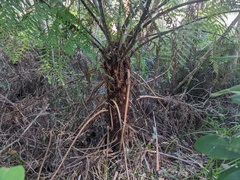 Cyathea