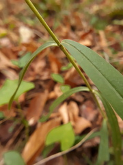 Gentiana saponaria
