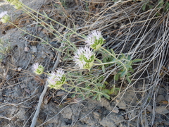 Monardella linoides sierrae