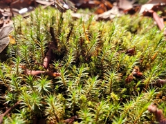 Polytrichum commune