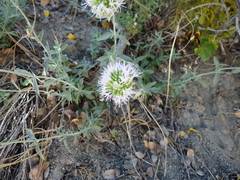Monardella linoides sierrae