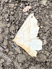 Tetracis jubararia