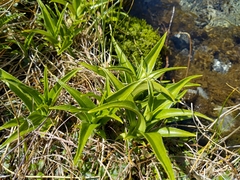 Dolichoglottis scorzoneroides