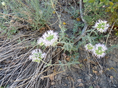 Monardella linoides sierrae