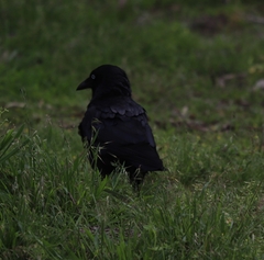 Corvus mellori