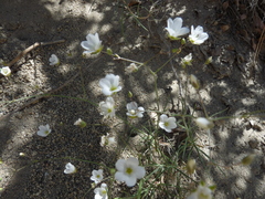 Eremogone macradenia