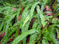 Nephrolepis cordifolia