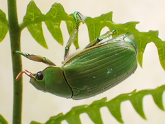 Chrysina costata