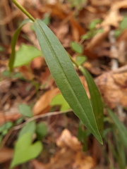 Gentiana saponaria