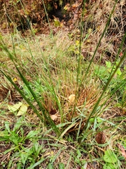 Juncus hesperius