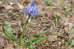 Hyacinthoides italica