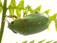 Chrysina costata