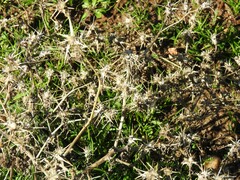 Centaurea calcitrapa