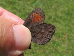 Erebia pronoe