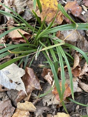 Carex pedunculata