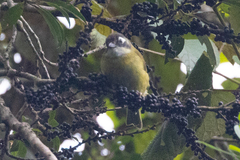 Chlorospingus flavopectus