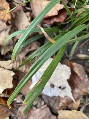 Carex pedunculata