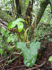 Syngonium