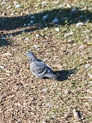 Columba livia domestica