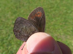Erebia pronoe