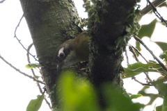 Chlorospingus flavopectus