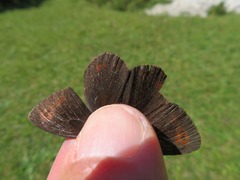 Erebia pronoe